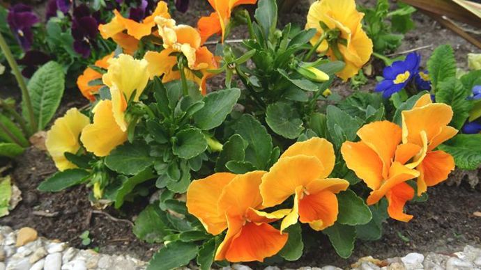 Viola x wittrockiana Panola-XP F1 Deep Orange. ©G. Baron